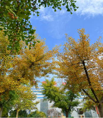 2025051023 海螺新材的秋日畫(huà)卷(1)(1)103